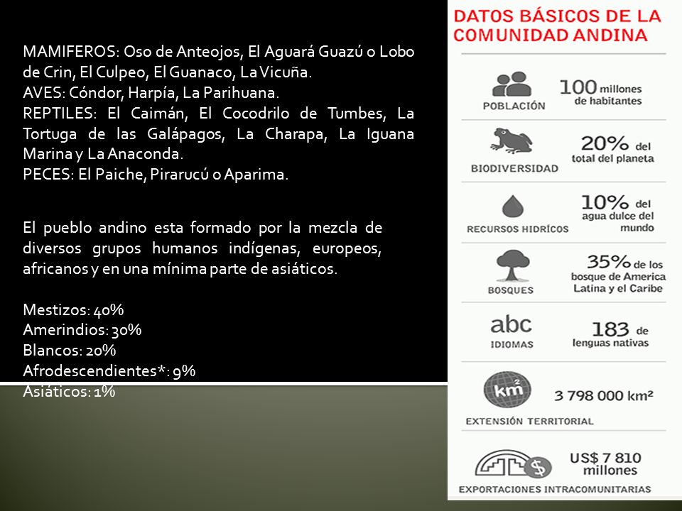 MAMIFEROS: Oso de Anteojos, El Aguará Guazú o Lobo de Crin, El Culpeo, El Guanaco, La Vicuña.