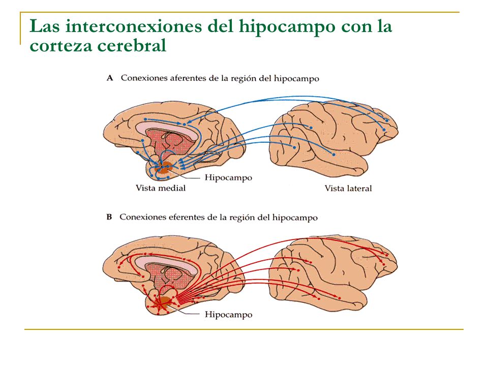 Las interconexiones del hipocampo con la corteza cerebral