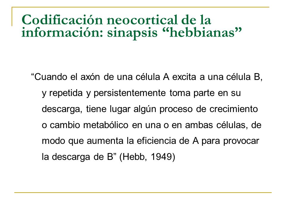 Codificación neocortical de la información: sinapsis hebbianas