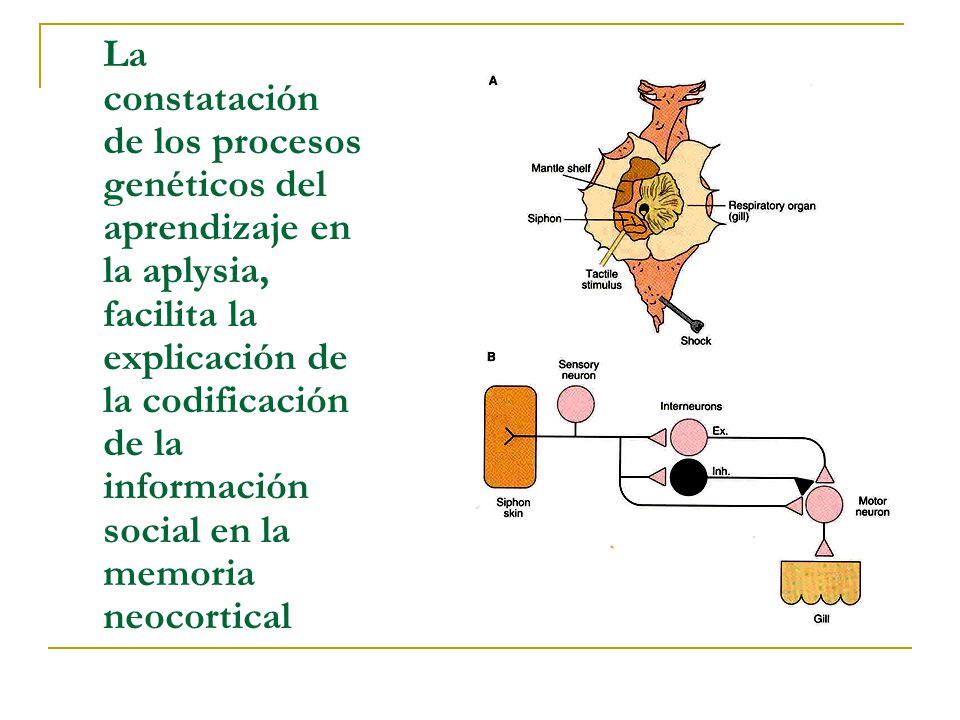 La constatación de los procesos genéticos del aprendizaje en la aplysia, facilita la explicación de la codificación de la información social en la memoria neocortical