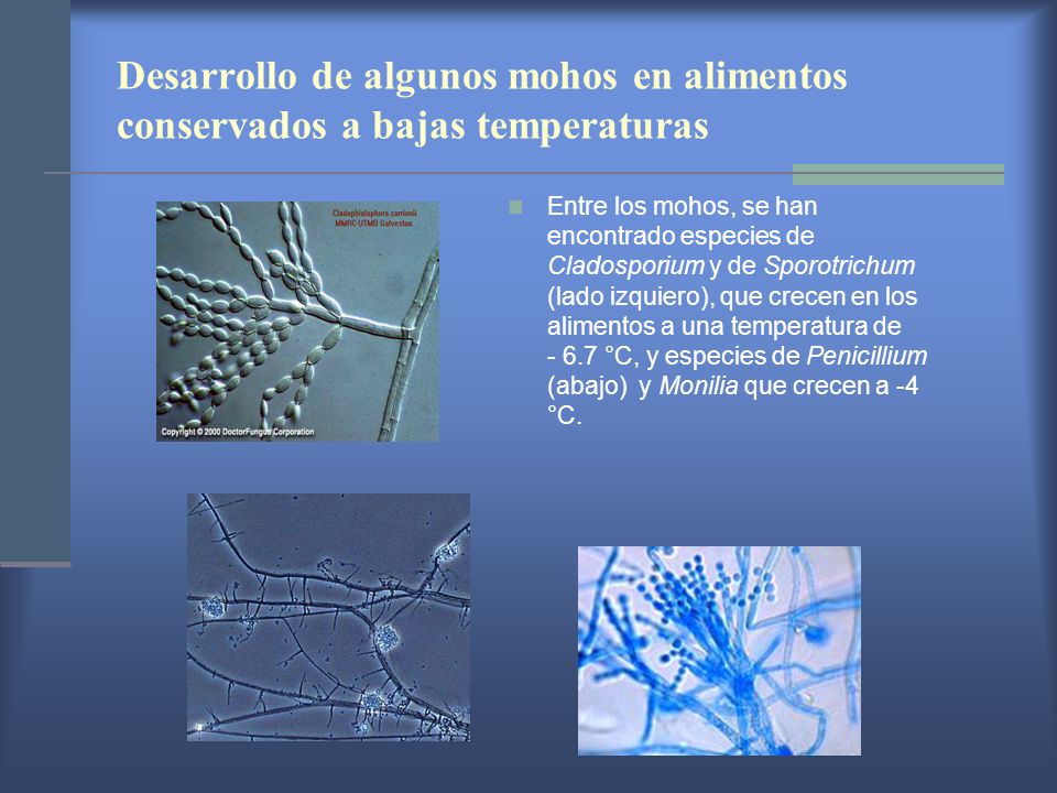 Desarrollo de algunos mohos en alimentos conservados a bajas temperaturas