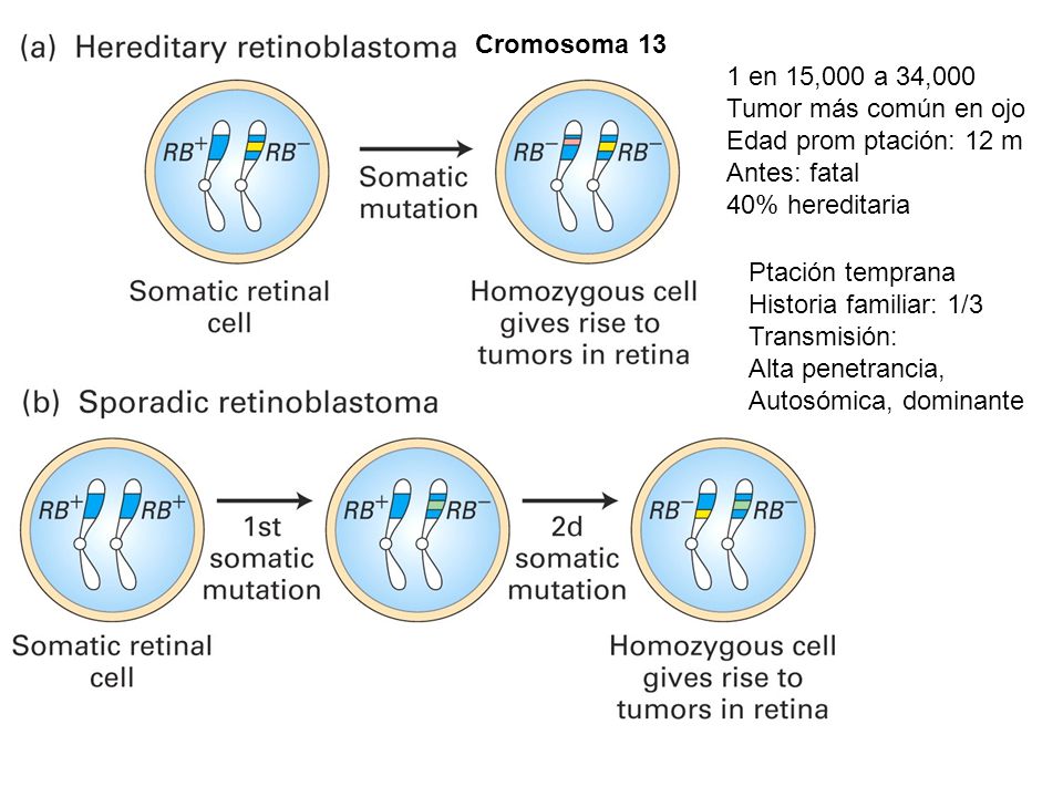Cromosoma 13 1 en 15,000 a 34,000. Tumor más común en ojo. Edad prom ptación: 12 m. Antes: fatal.