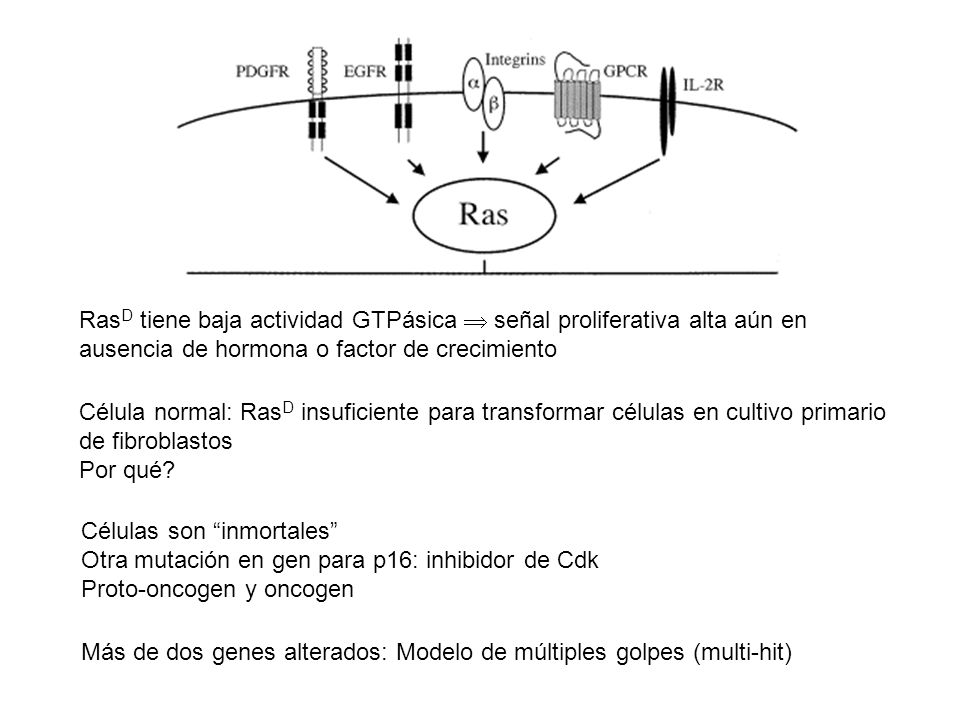 RasD tiene baja actividad GTPásica  señal proliferativa alta aún en ausencia de hormona o factor de crecimiento