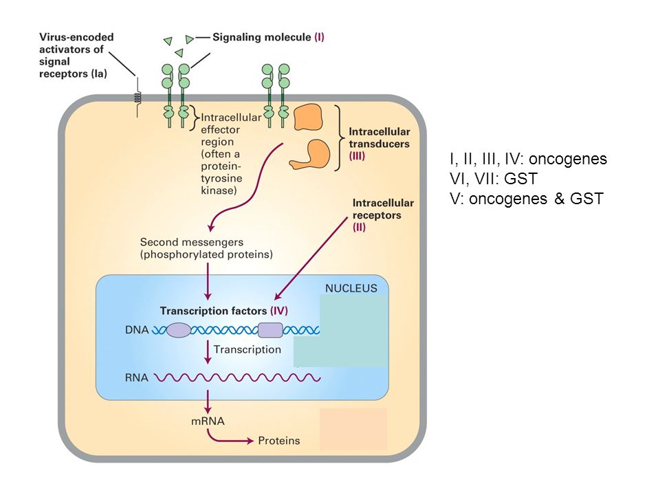 I, II, III, IV: oncogenes VI, VII: GST V: oncogenes & GST