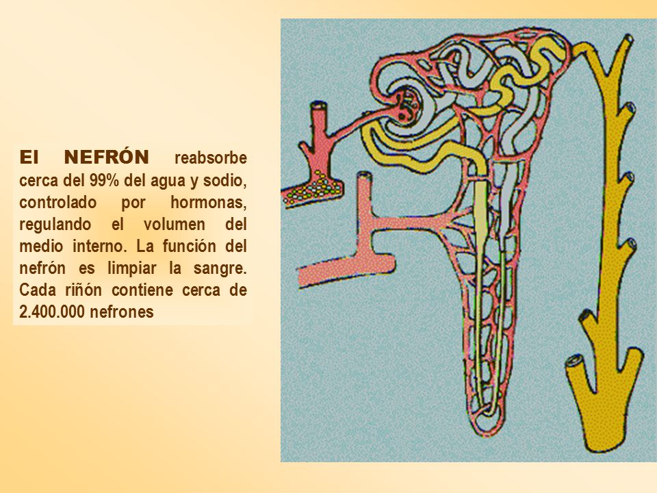 El NEFRÓN reabsorbe cerca del 99% del agua y sodio, controlado por hormonas, regulando el volumen del medio interno.