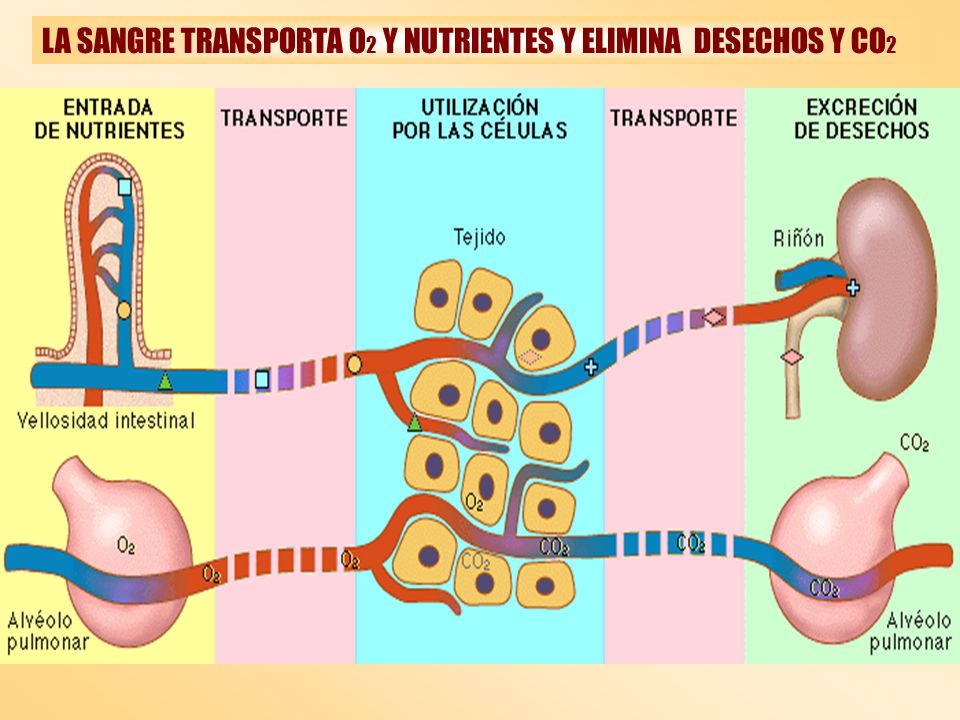 LA SANGRE TRANSPORTA O2 Y NUTRIENTES Y ELIMINA DESECHOS Y CO2