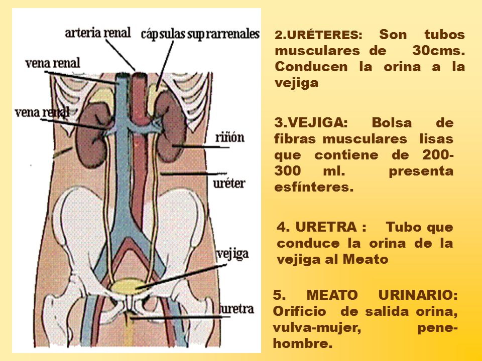4. URETRA : Tubo que conduce la orina de la vejiga al Meato