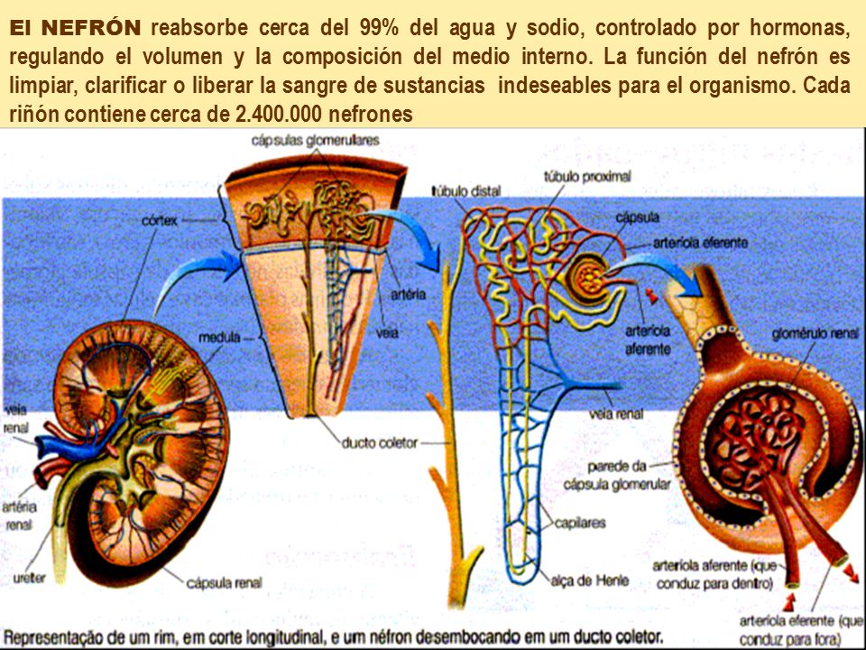 El NEFRÓN reabsorbe cerca del 99% del agua y sodio, controlado por hormonas, regulando el volumen y la composición del medio interno.