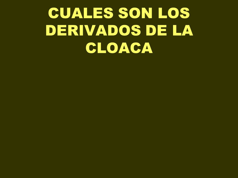 CUALES SON LOS DERIVADOS DE LA CLOACA