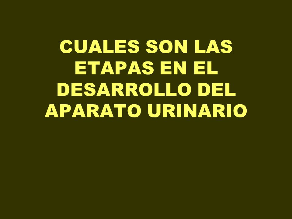 CUALES SON LAS ETAPAS EN EL DESARROLLO DEL APARATO URINARIO