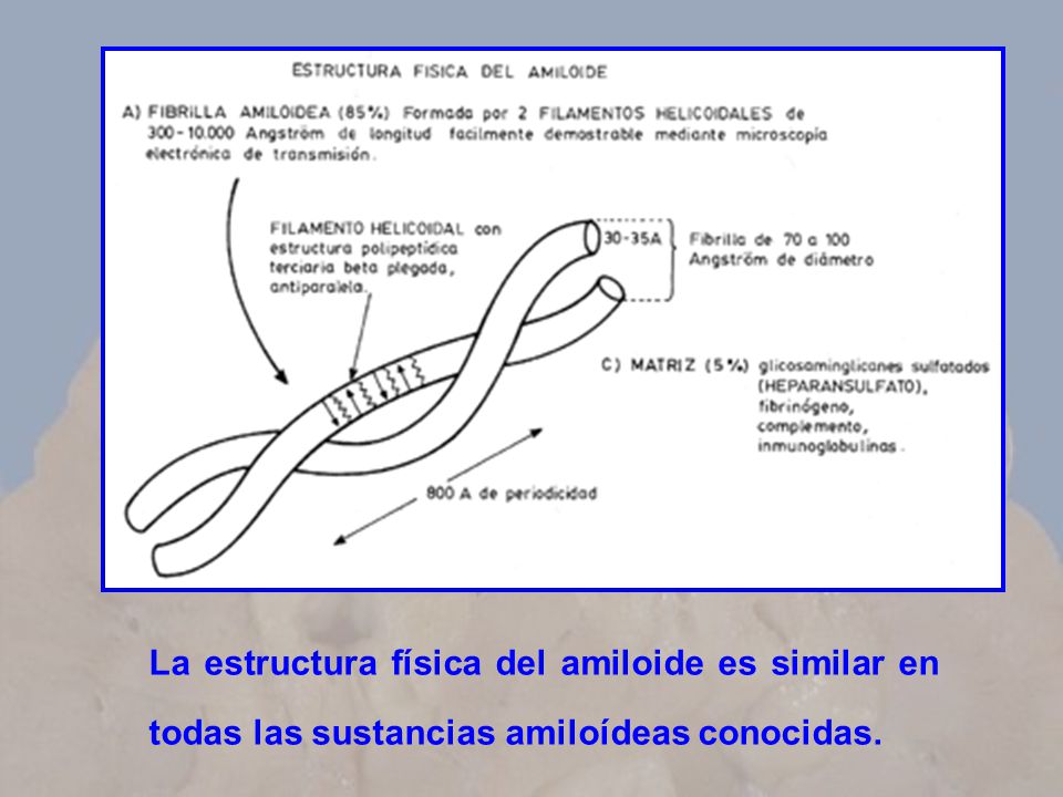La estructura física del amiloide es similar en todas las sustancias amiloídeas conocidas.