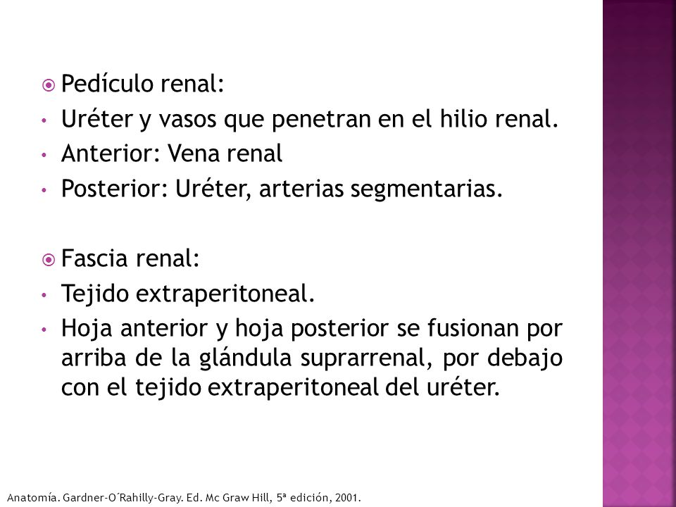 Uréter y vasos que penetran en el hilio renal. Anterior: Vena renal