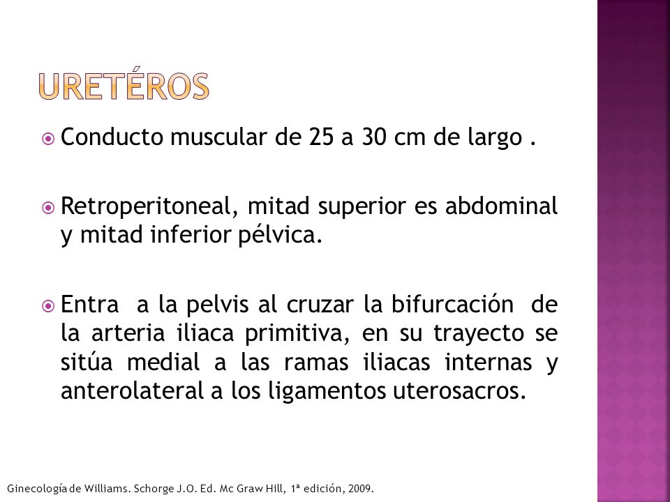 urEtÉrOs Conducto muscular de 25 a 30 cm de largo .