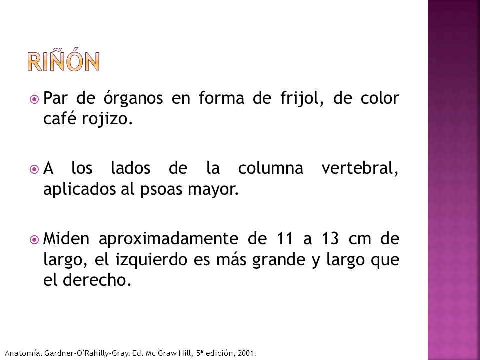 RIÑÓN Par de órganos en forma de frijol, de color café rojizo.