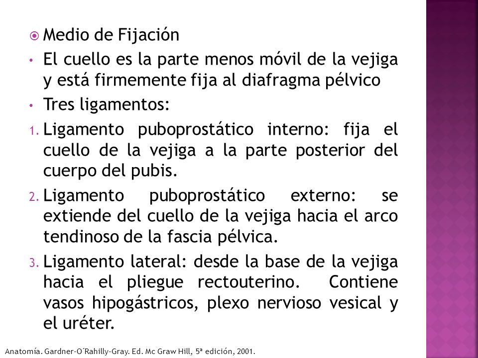 Medio de Fijación El cuello es la parte menos móvil de la vejiga y está firmemente fija al diafragma pélvico.
