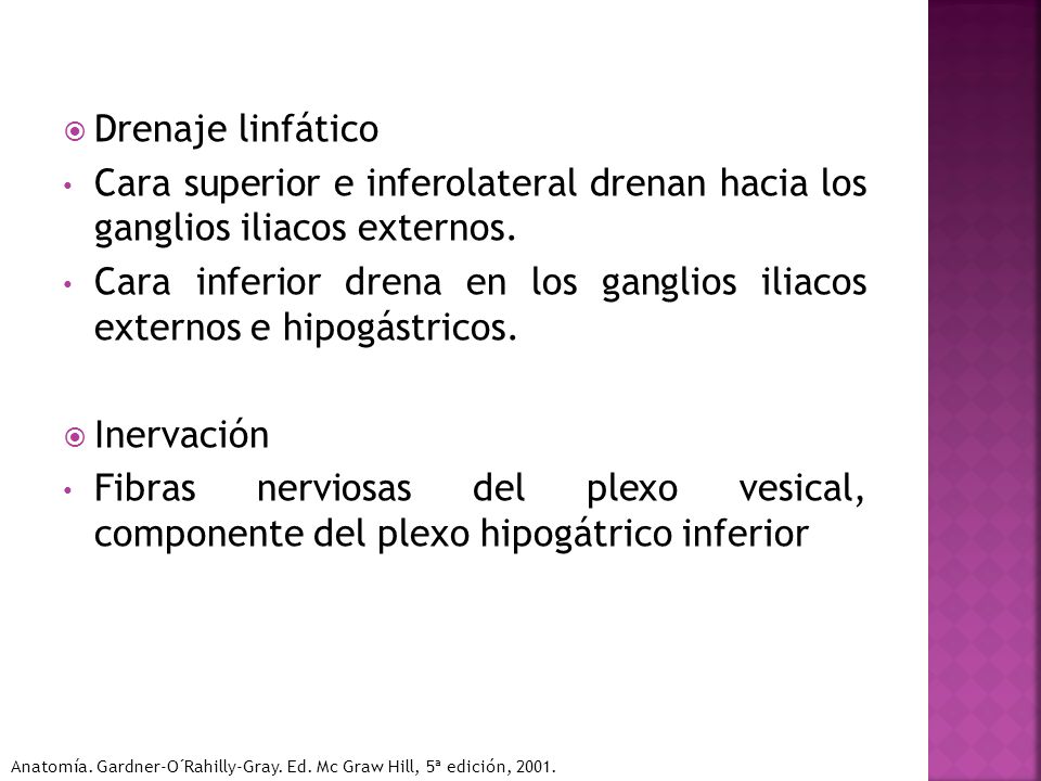 Cara inferior drena en los ganglios iliacos externos e hipogástricos.