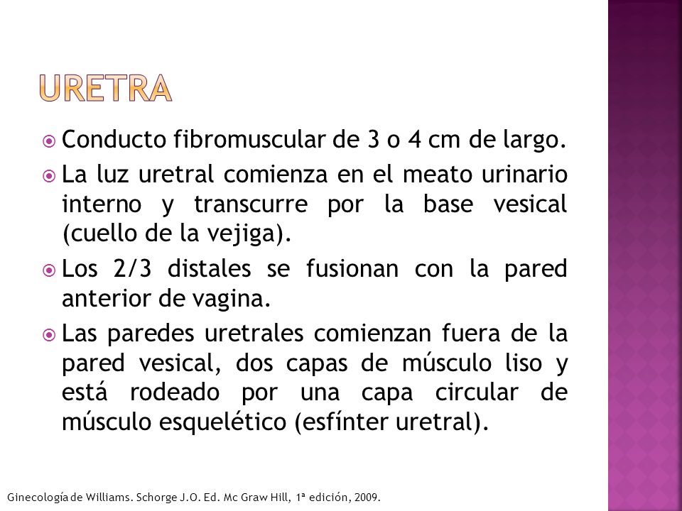 uretra Conducto fibromuscular de 3 o 4 cm de largo.