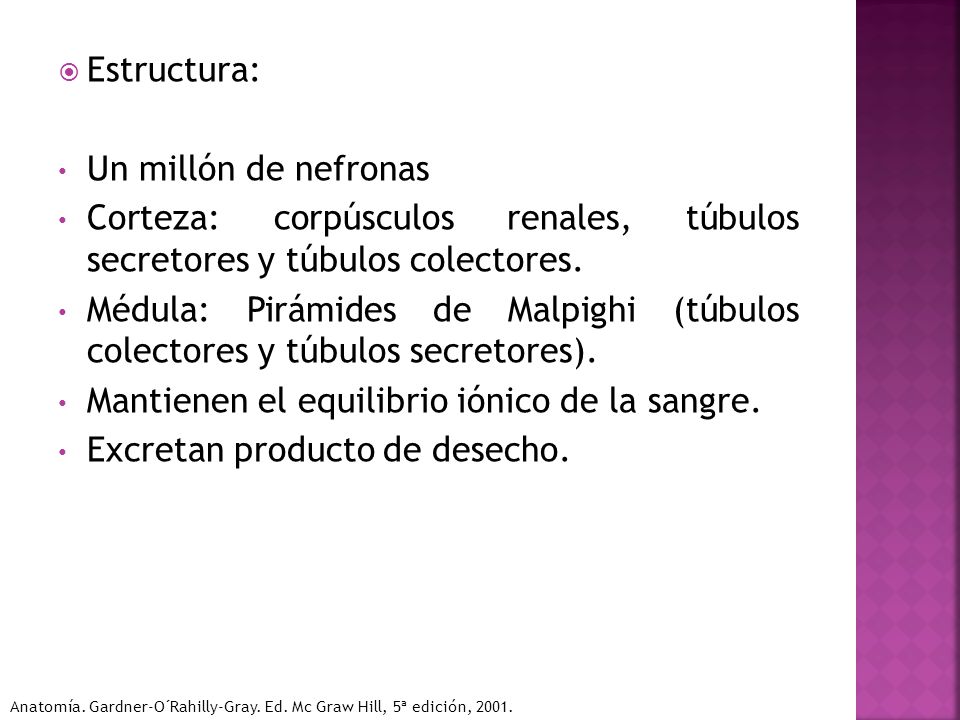 Corteza: corpúsculos renales, túbulos secretores y túbulos colectores.