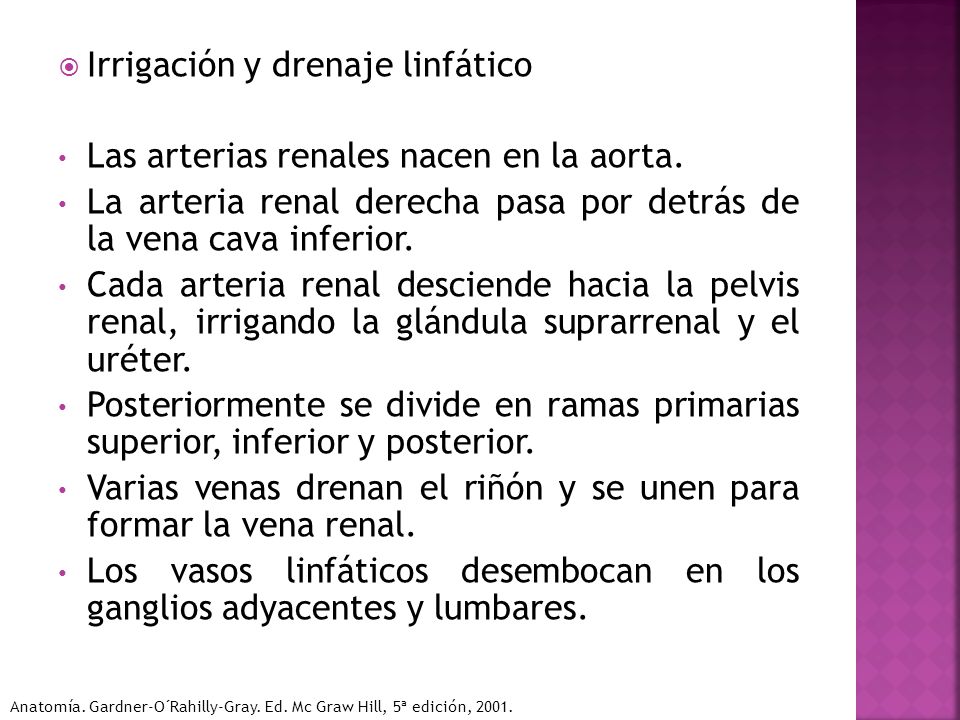 Irrigación y drenaje linfático Las arterias renales nacen en la aorta.