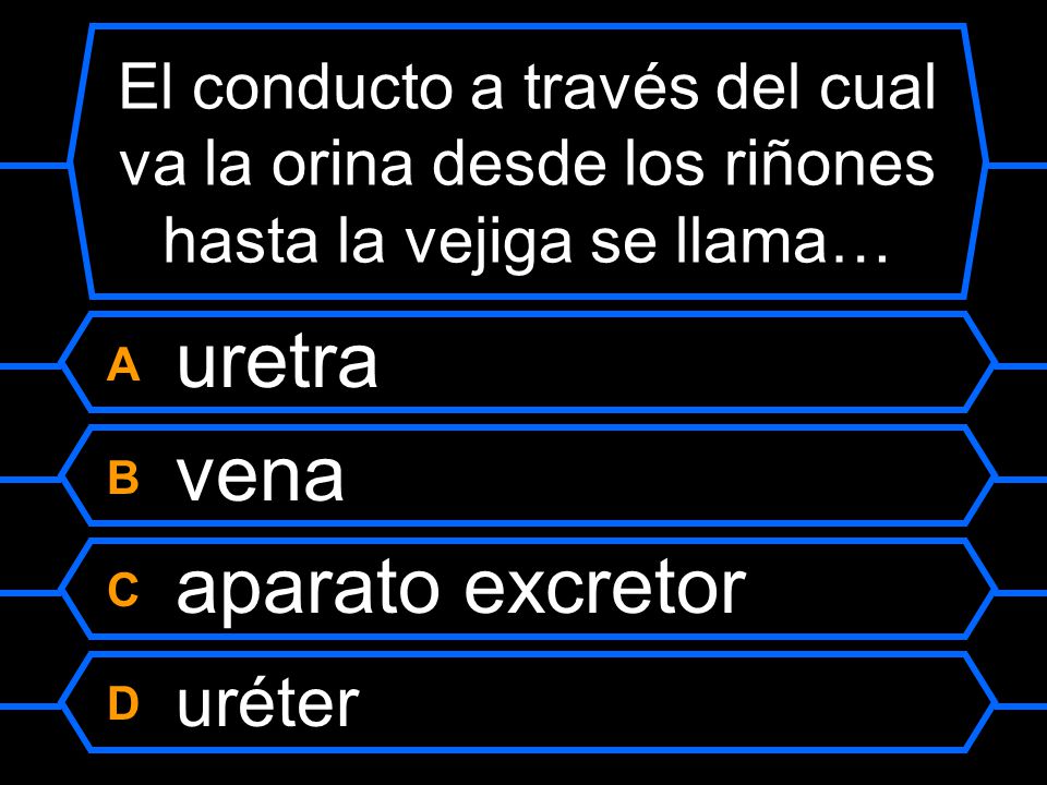 A uretra B vena C aparato excretor D uréter