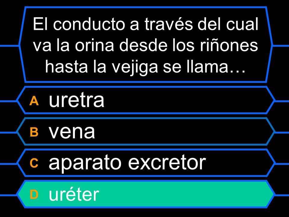 A uretra B vena C aparato excretor D uréter