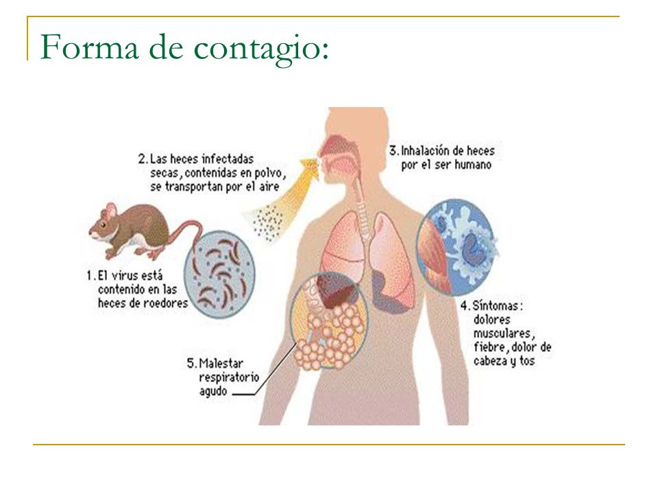 Forma de contagio: