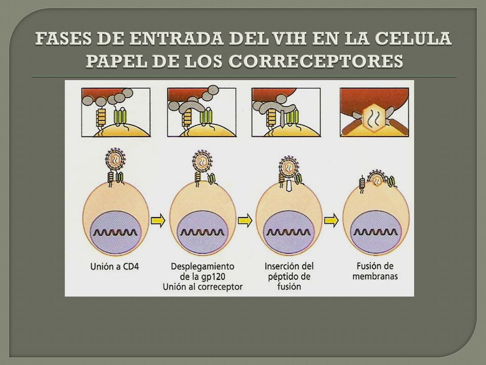 FASES DE ENTRADA DEL VIH EN LA CELULA PAPEL DE LOS CORRECEPTORES