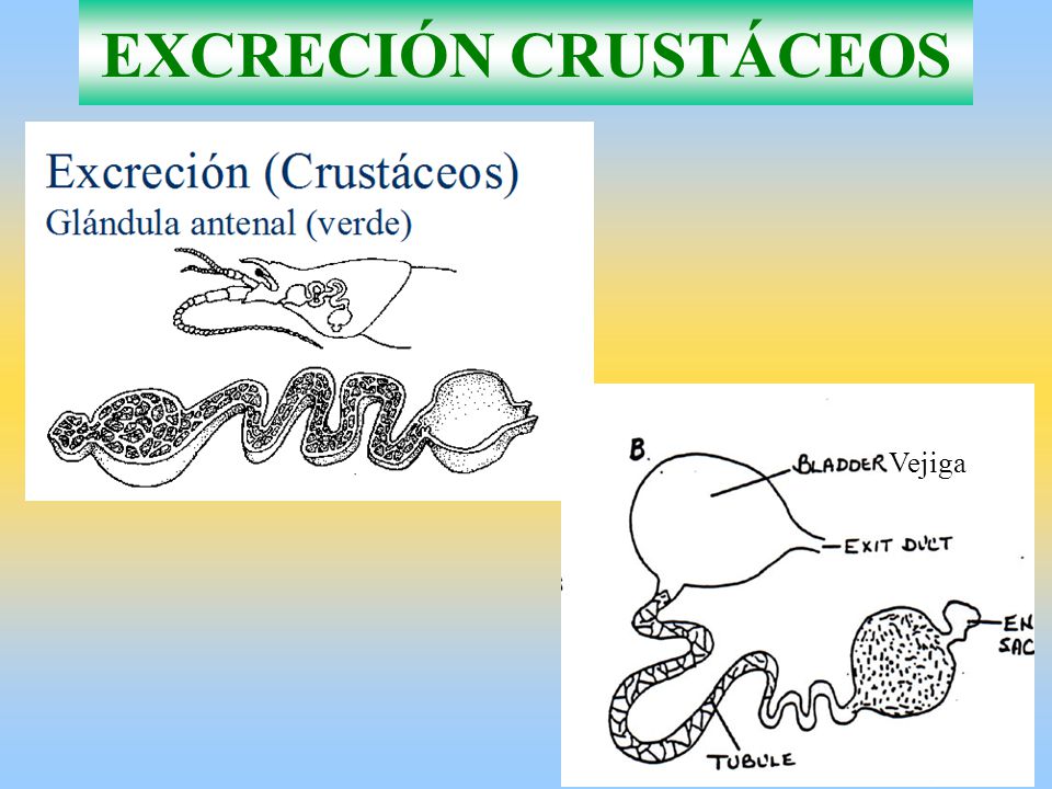 EXCRECIÓN CRUSTÁCEOS Vejiga