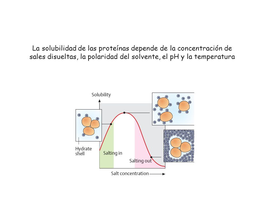 La solubilidad de las proteínas depende de la concentración de sales disueltas, la polaridad del solvente, el pH y la temperatura