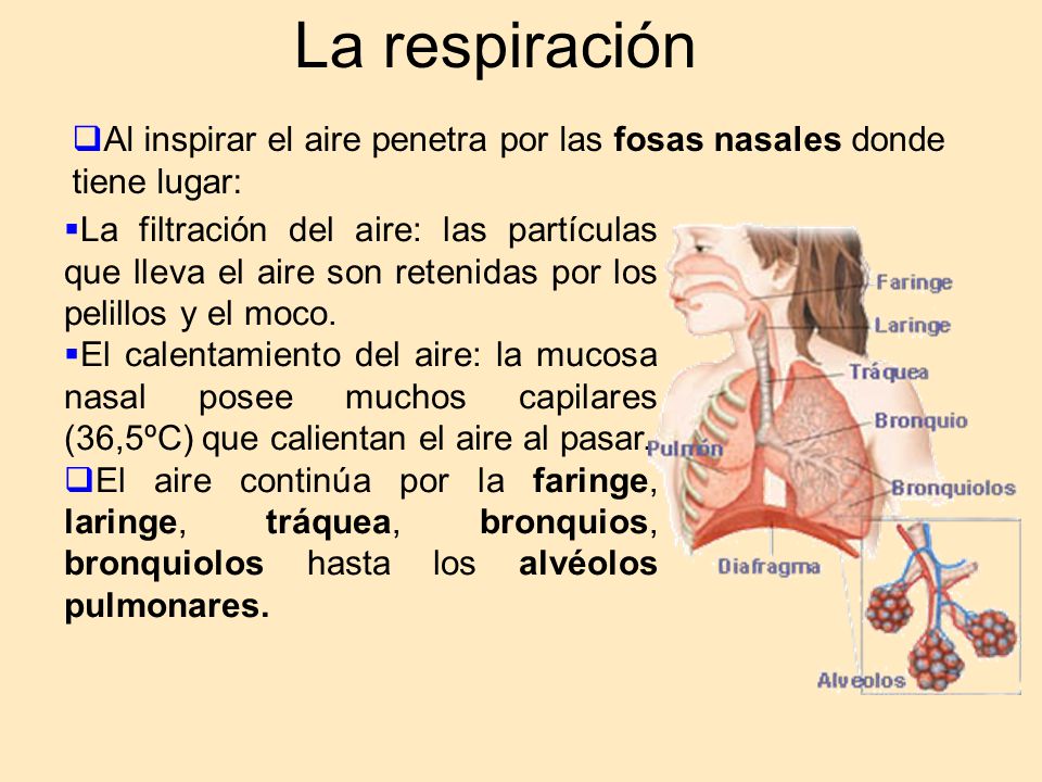 La respiración Al inspirar el aire penetra por las fosas nasales donde tiene lugar: