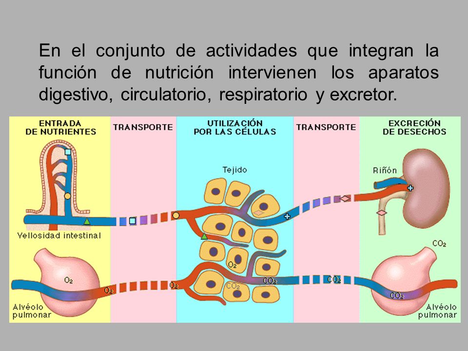 En el conjunto de actividades que integran la función de nutrición intervienen los aparatos digestivo, circulatorio, respiratorio y excretor.