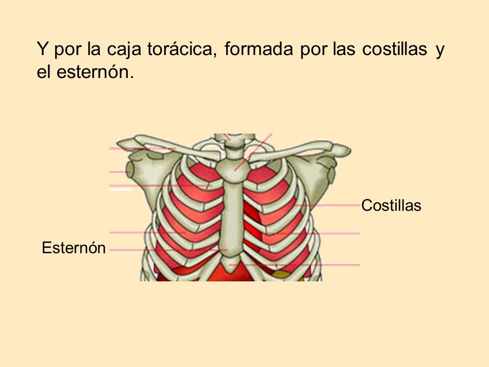 Y por la caja torácica, formada por las costillas y el esternón.