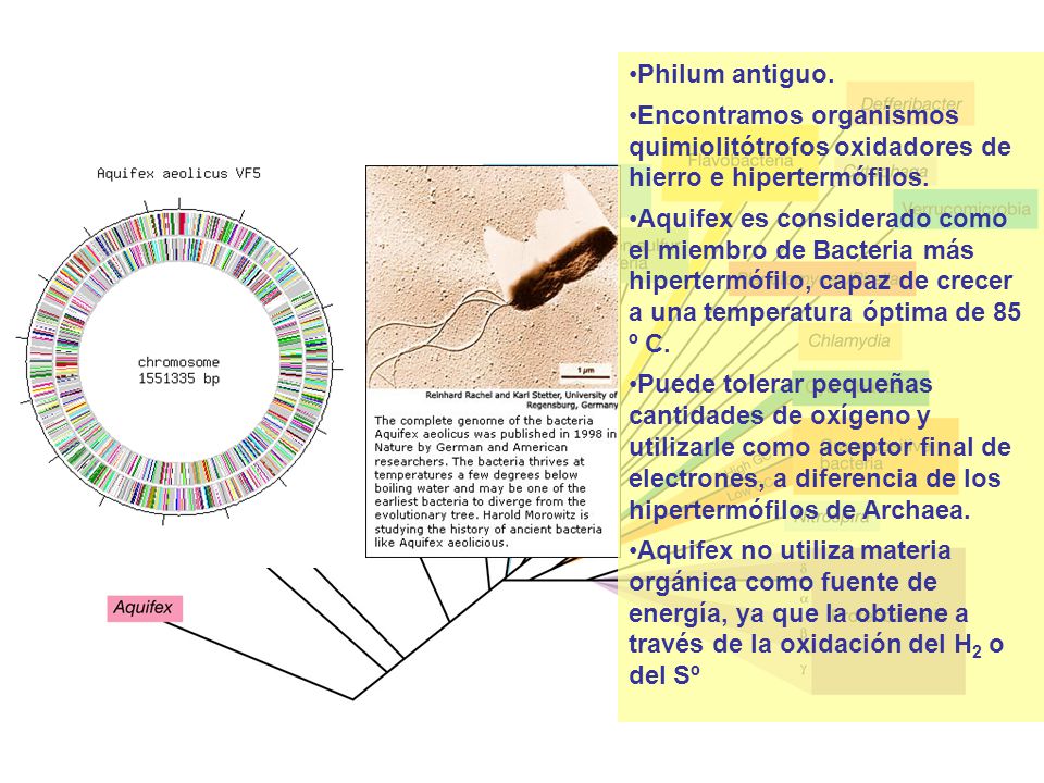 Philum antiguo. Encontramos organismos quimiolitótrofos oxidadores de hierro e hipertermófilos.