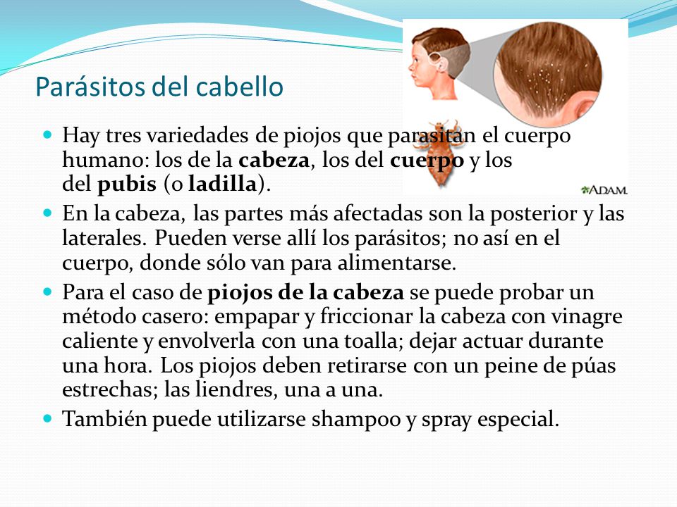 Parásitos del cabello Hay tres variedades de piojos que parasitan el cuerpo humano: los de la cabeza, los del cuerpo y los del pubis (o ladilla).