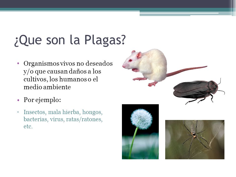¿Que son la Plagas Organismos vivos no deseados y/o que causan daños a los cultivos, los humanos o el medio ambiente.