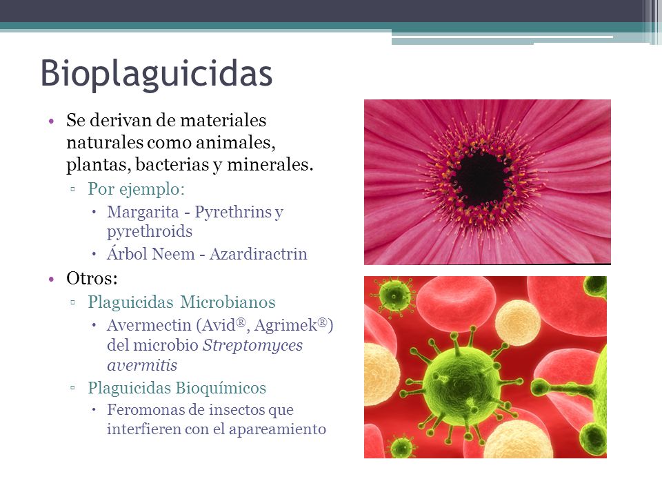 Bioplaguicidas Se derivan de materiales naturales como animales, plantas, bacterias y minerales. Por ejemplo: