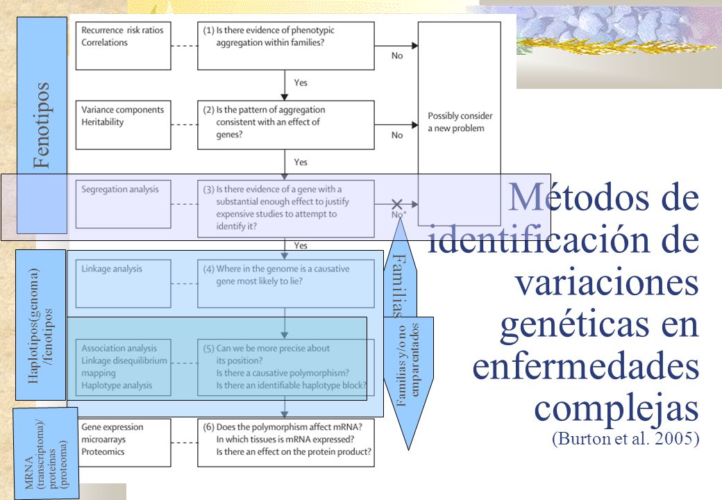 Métodos de identificación de variaciones genéticas en enfermedades complejas (Burton et al. 2005)‏