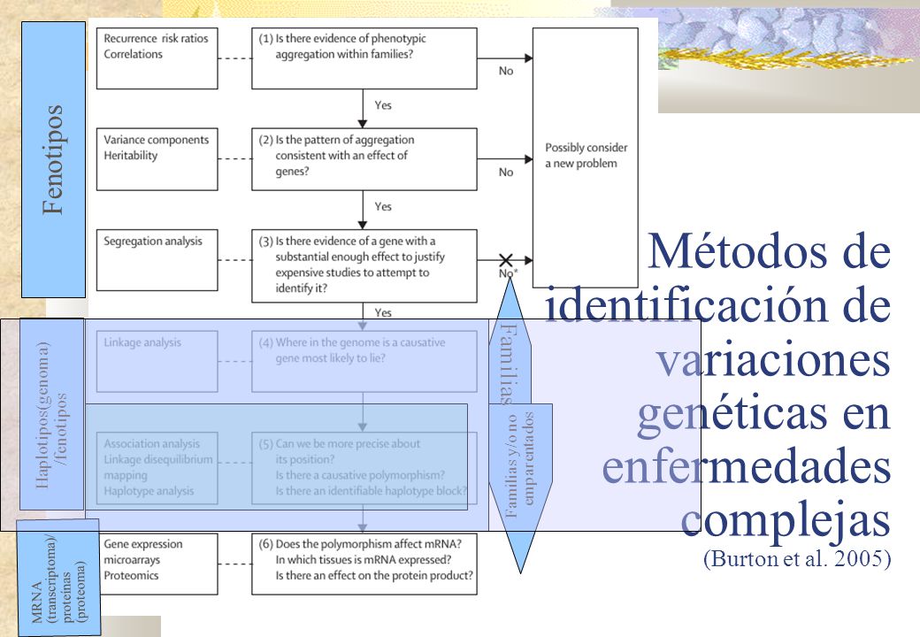 Métodos de identificación de variaciones genéticas en enfermedades complejas (Burton et al. 2005)‏