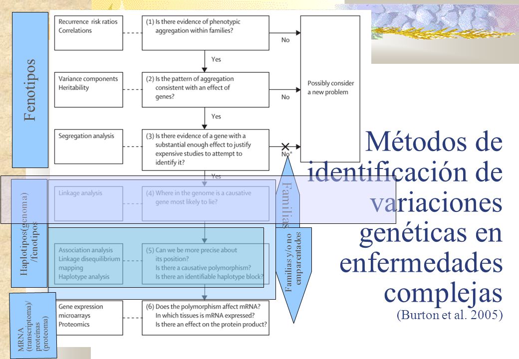 Métodos de identificación de variaciones genéticas en enfermedades complejas (Burton et al. 2005)‏