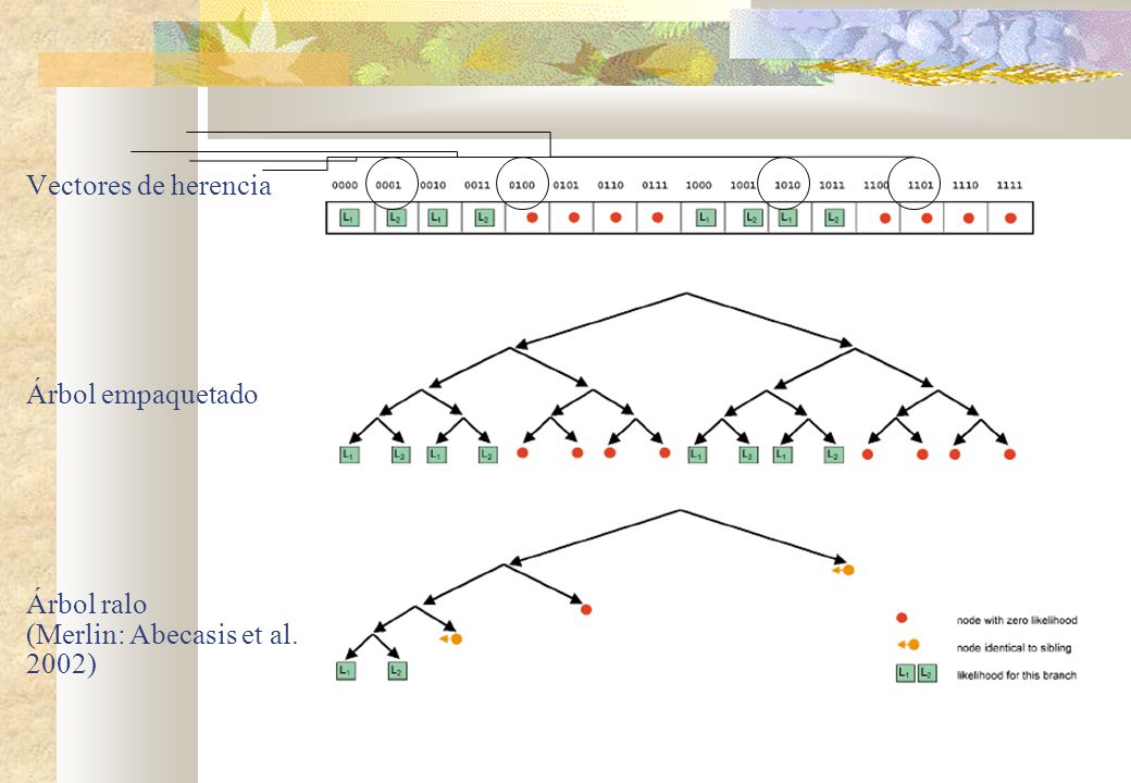 Vectores de herencia Árbol empaquetado Árbol ralo (Merlin: Abecasis et al. 2002)