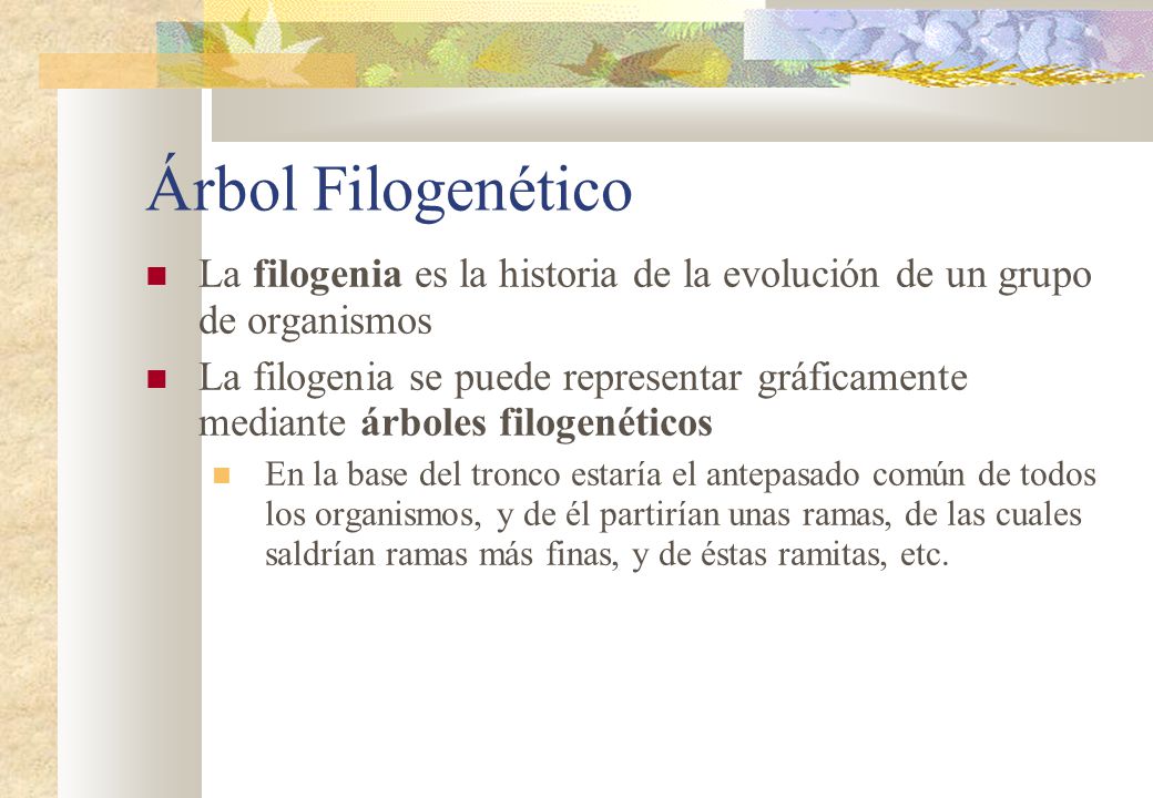 Árbol Filogenético La filogenia es la historia de la evolución de un grupo de organismos.