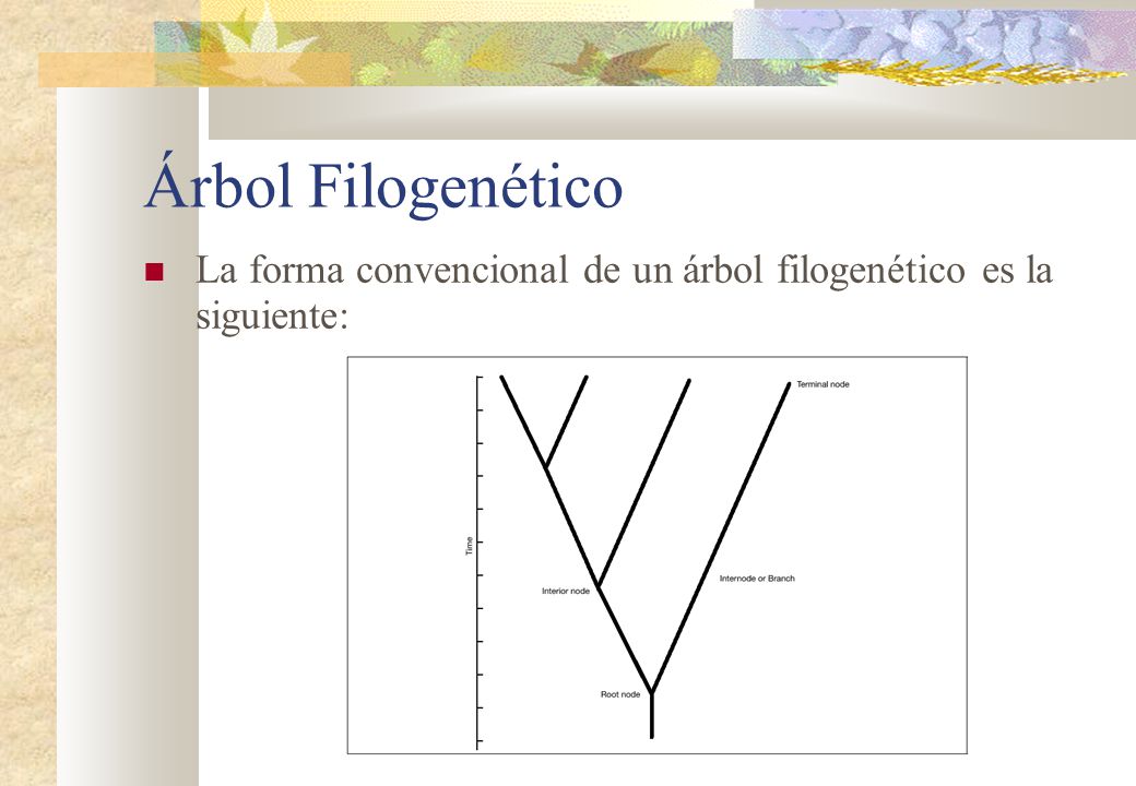 Árbol Filogenético La forma convencional de un árbol filogenético es la siguiente: