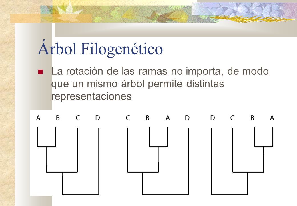 Árbol Filogenético La rotación de las ramas no importa, de modo que un mismo árbol permite distintas representaciones.