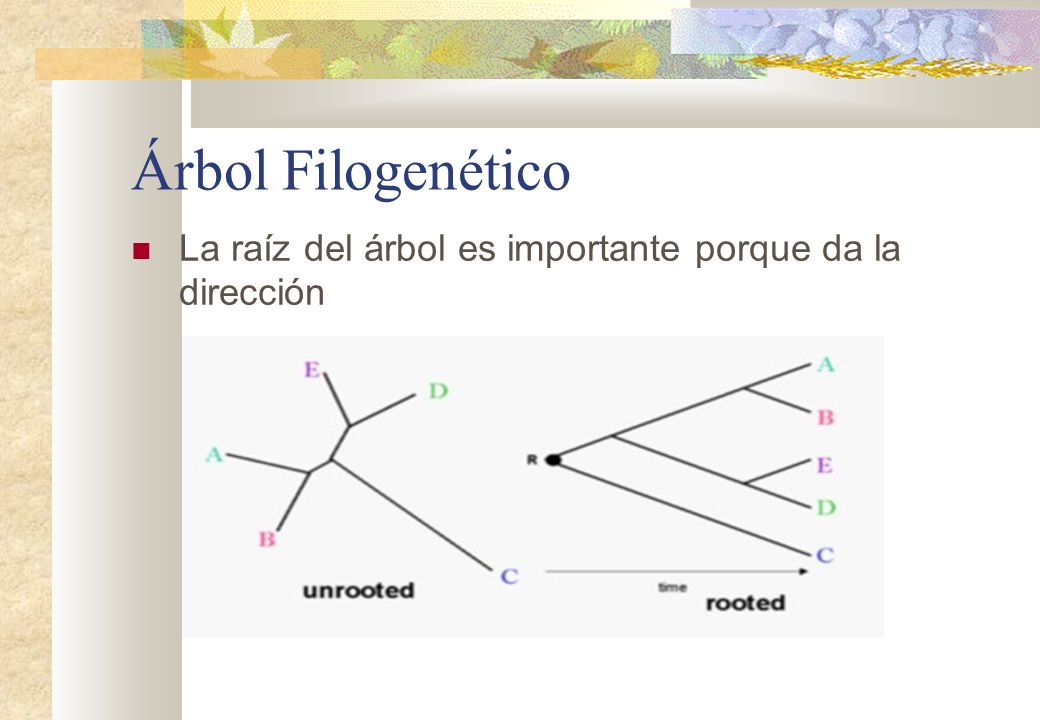 Árbol Filogenético La raíz del árbol es importante porque da la dirección