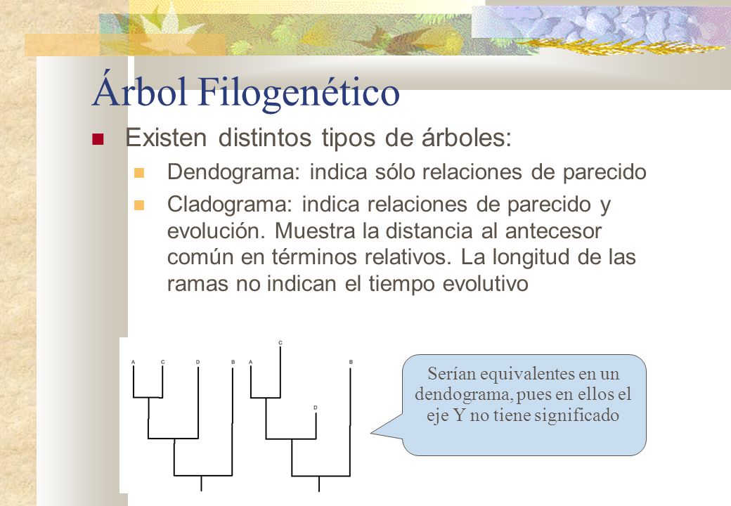 Árbol Filogenético Existen distintos tipos de árboles: