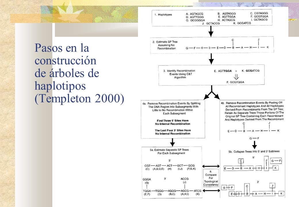 Pasos en la construcción de árboles de haplotipos (Templeton 2000)