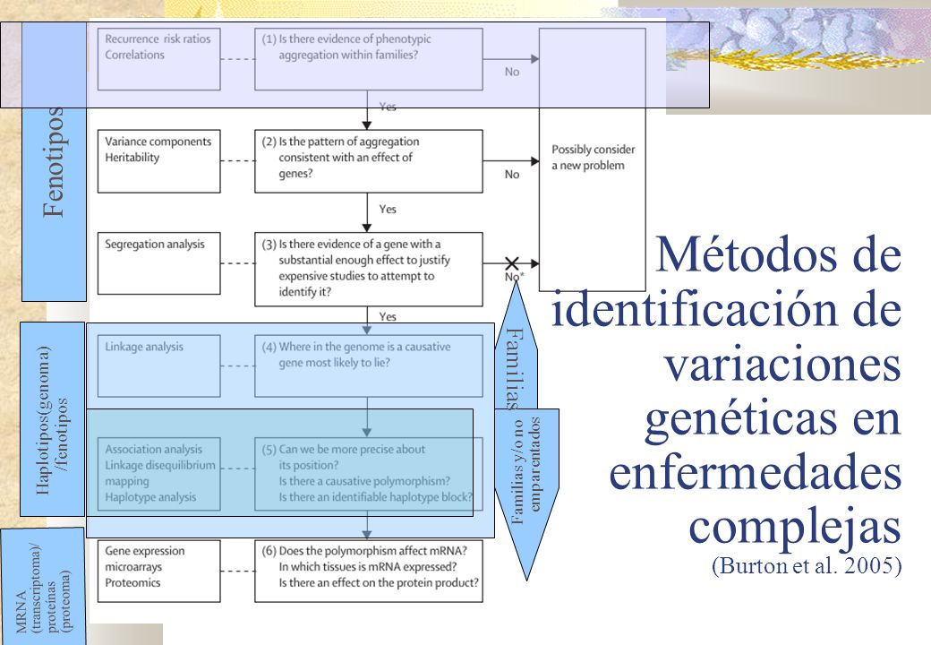 Métodos de identificación de variaciones genéticas en enfermedades complejas (Burton et al. 2005)‏