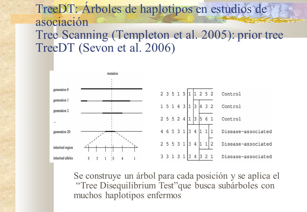 TreeDT: Árboles de haplotipos en estudios de asociación Tree Scanning (Templeton et al. 2005): prior tree TreeDT (Sevon et al. 2006)‏