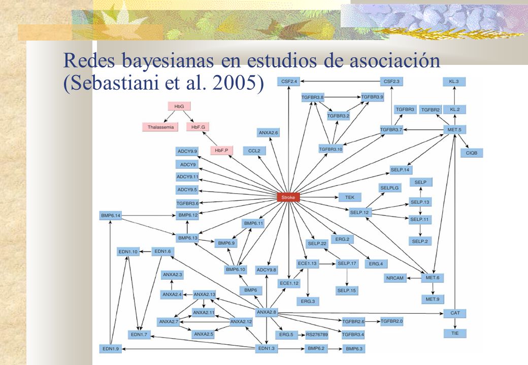 Redes bayesianas en estudios de asociación (Sebastiani et al. 2005)‏