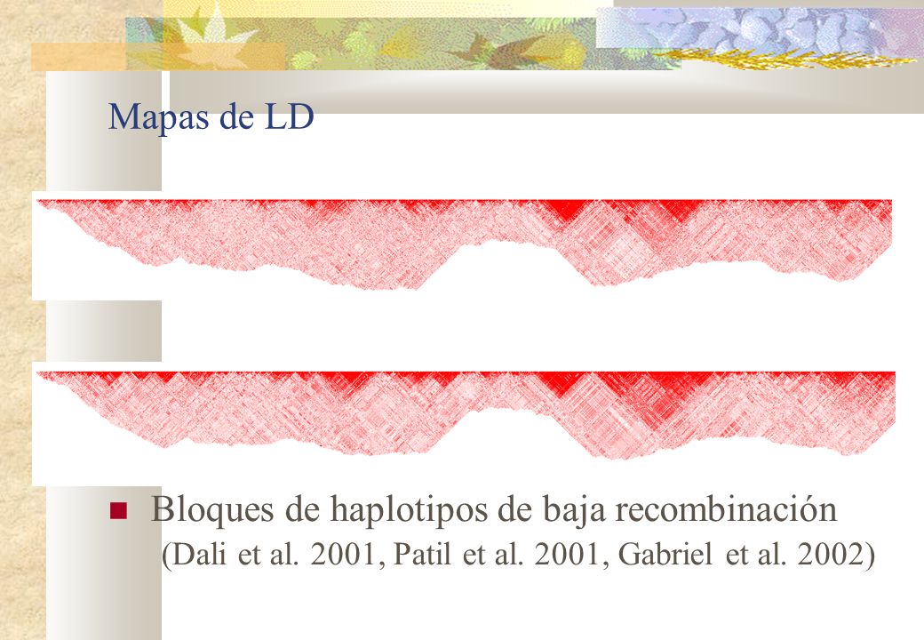 Bloques de haplotipos de baja recombinación